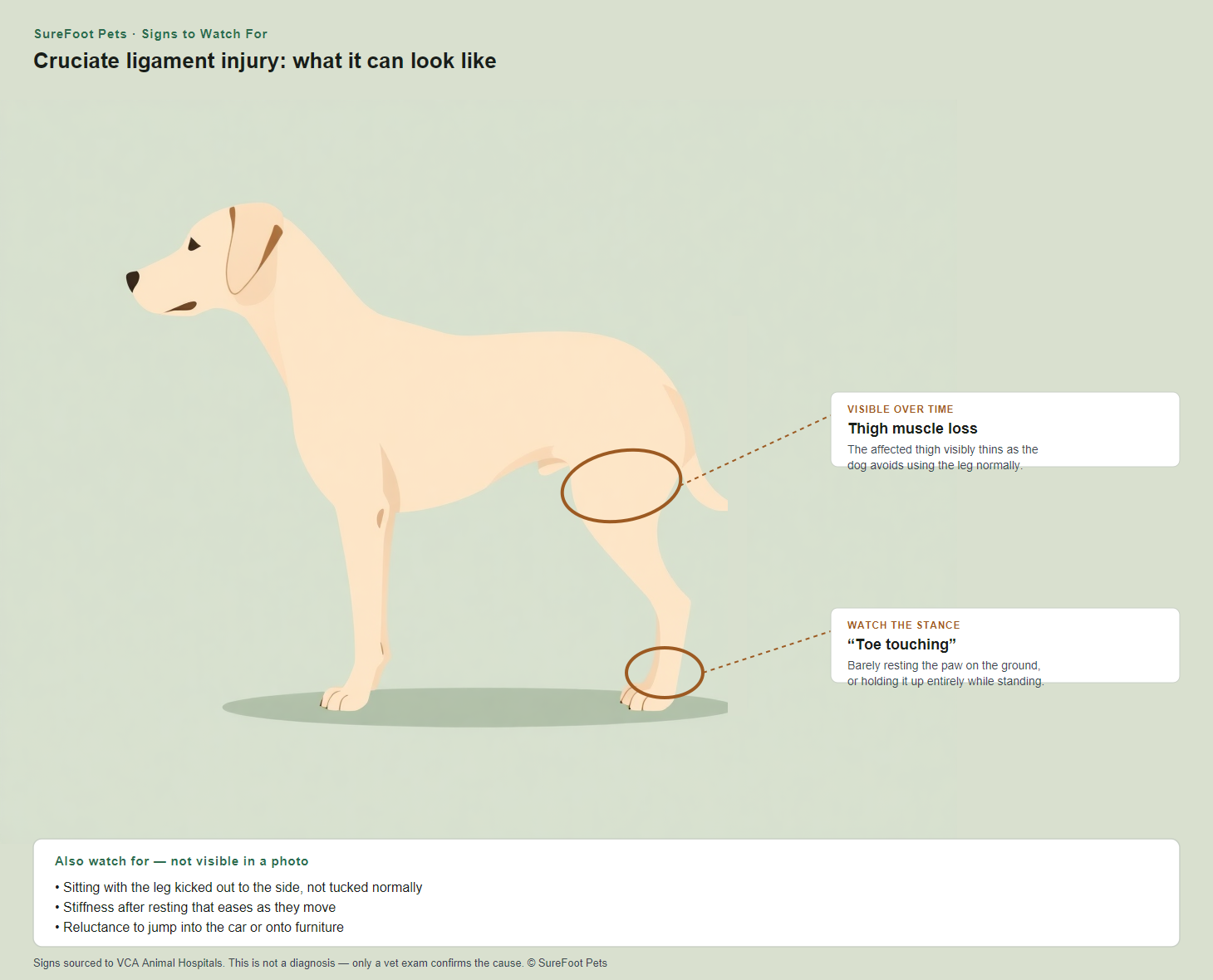 Visible signs of cruciate ligament injury in a dog