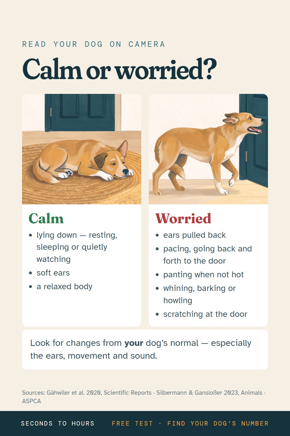 Infographic: calm versus worried, what a dog left alone looks like on camera