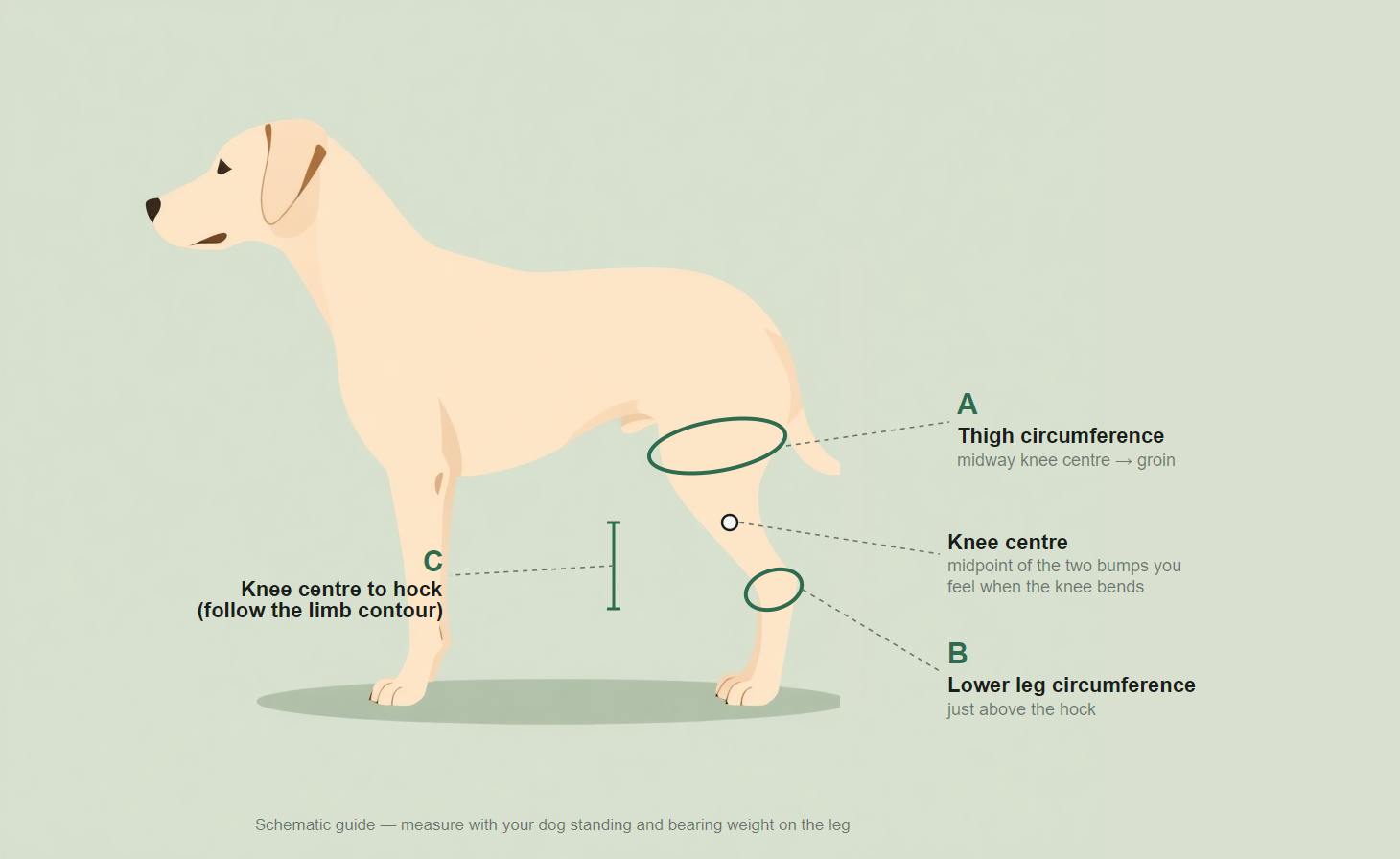 Diagram showing where to measure a dog's hind leg for a knee brace